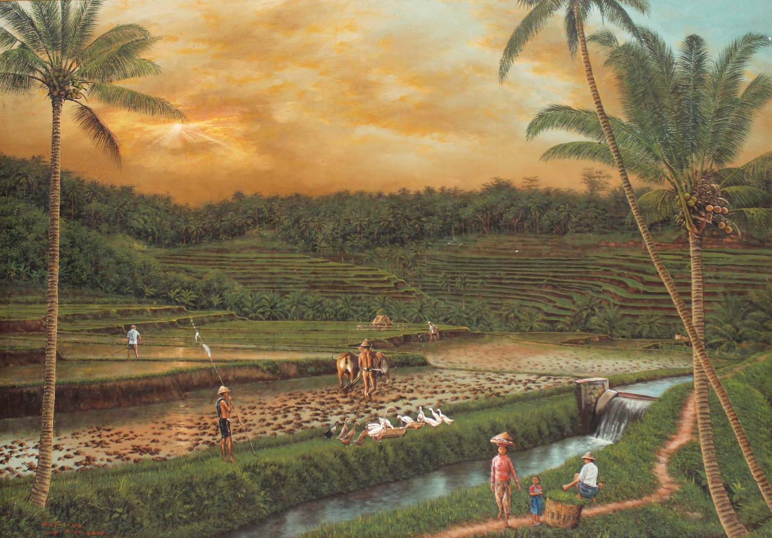 View of Rice Fields at Dusk